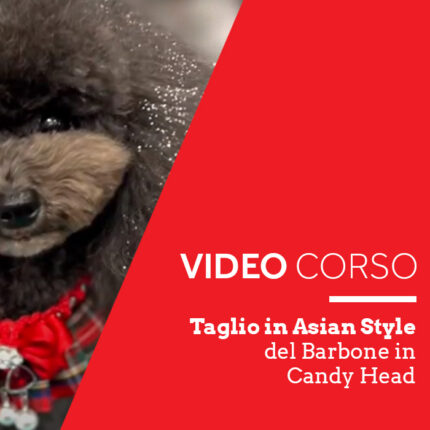 Taglio in Asian Style del Barbone in Candy Head