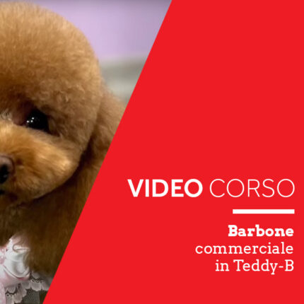 Videocorso barbone commerciale teddy-b