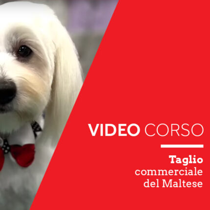 Taglio Commerciale del Maltese
