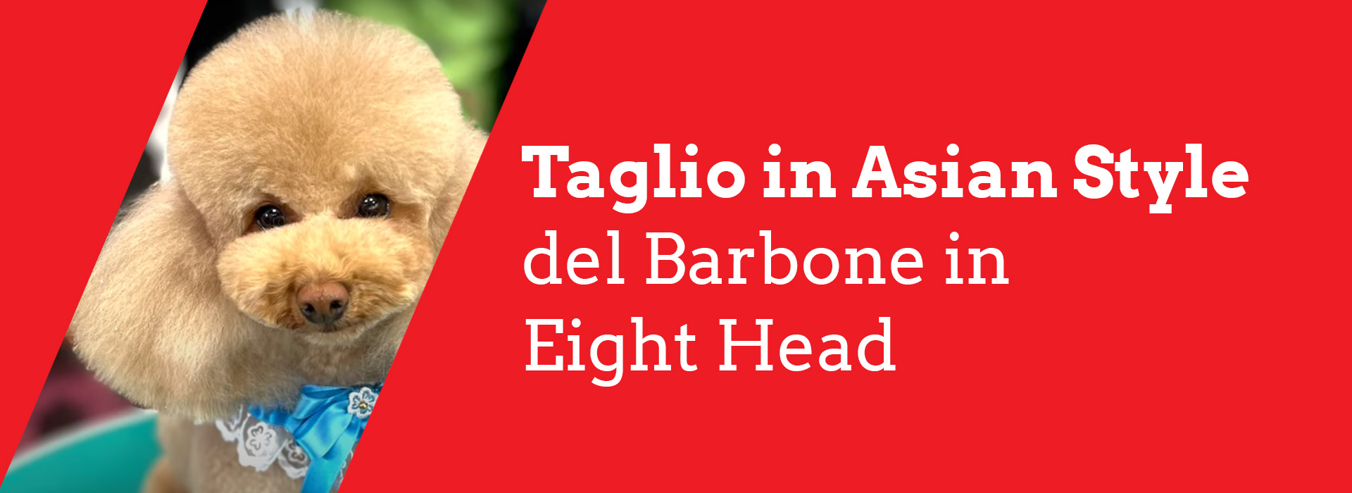 Videocorso taglio in asian style del barbone in eight head