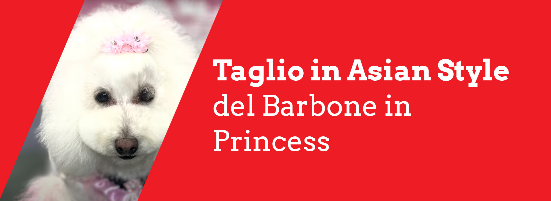 Videocorso taglio in asian style del barbone in Princess